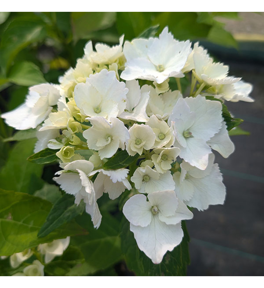 Hydrangea macrophylla Soeur Therese (2lt)