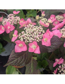 Hydrangea macrophylla Strawberries and Cream (3lt) Hydrangea macrophylla Strawberries and Cream (3lt)