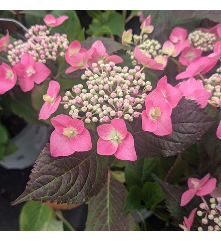 Hydrangea macrophylla Strawberries and Cream (3lt)
