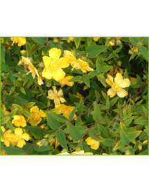 Hypericum Kouytchense (3lt) Hypericum Kouytchense (3lt)