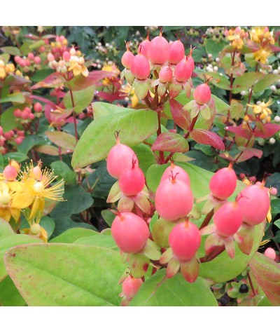 Hypericum X Inodorum Magical Beauty 2lt Hypericum X Inodorum Magical Beauty 2lt