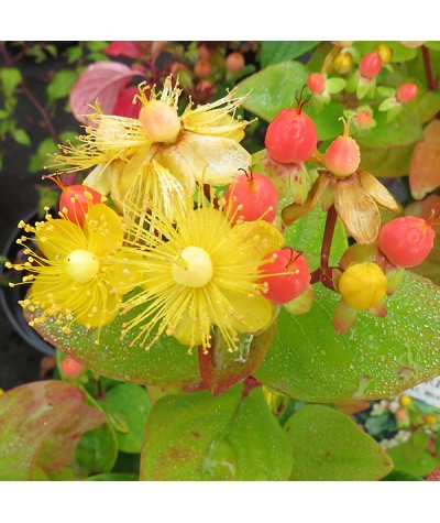 Hypericum X Inodorum Magical Beauty 2lt
