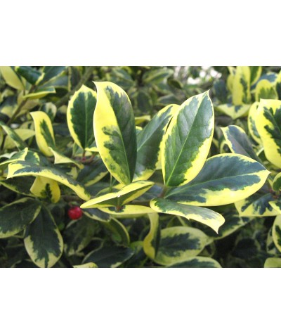 Ilex x altaclarensis Golden King (7.5lt)