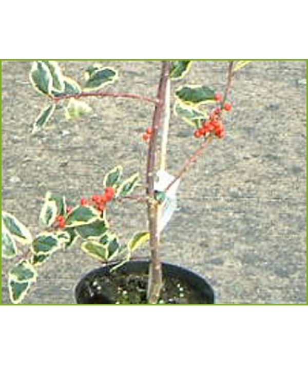 Ilex aquifolium Argentea Marginata Pendula (3lt) Ilex aquifolium Argentea Marginata Pendula (3lt)