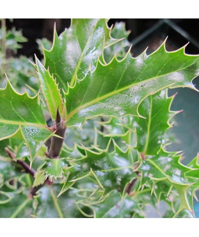 Ilex aquifolium (2lt)