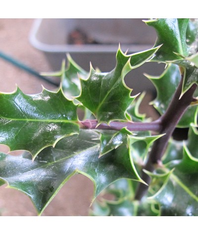 Ilex aquifolium (2lt)