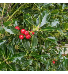 Ilex aquifolium Alaska (1m standard) (12lt)