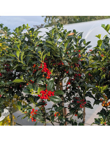 Ilex aquifolium Alaska (1m standard) (7.5lt)
