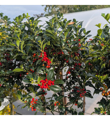 Ilex aquifolium Alaska (1m standard) (12lt)