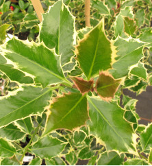 Ilex aquifolium Argentea Marginata (1m standard) (7.5lt)