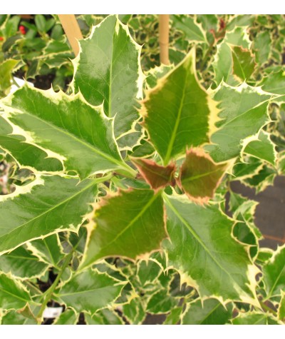 Ilex aquifolium Argentea Marginata (3lt)