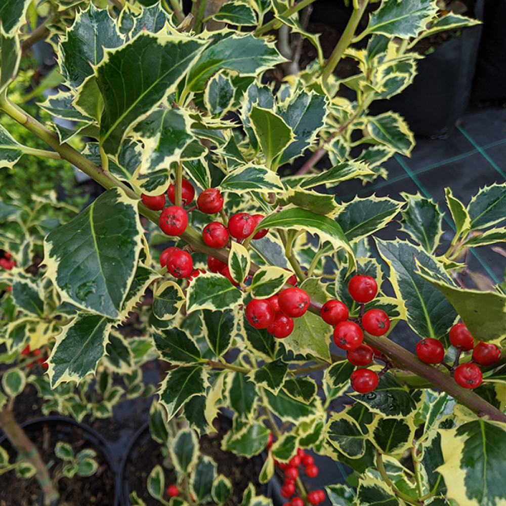 https://langthorns.com/image/cache/catalog/ilex_aquifolium_argentea_marginata11-1000x1000.jpg