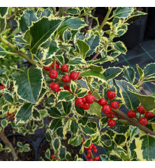 Ilex aquifolium Argentea Marginata (1m standard) (7.5lt)