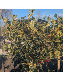 Ilex aquifolium Argentea Marginata (1m standard) (7.5lt)