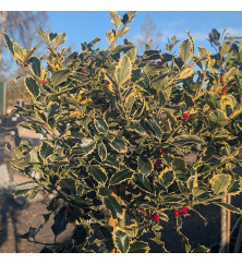 Ilex aquifolium Argentea Marginata (1m standard) (12lt)