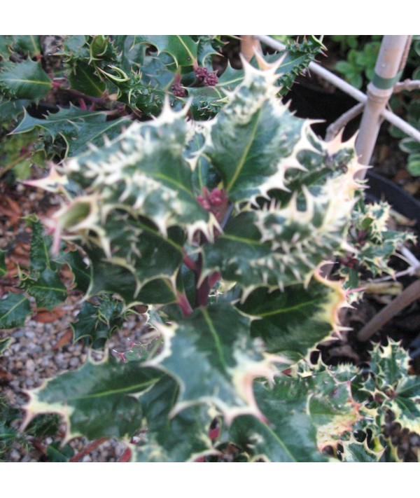 Ilex aquifolium Ferox Argentea (3lt)