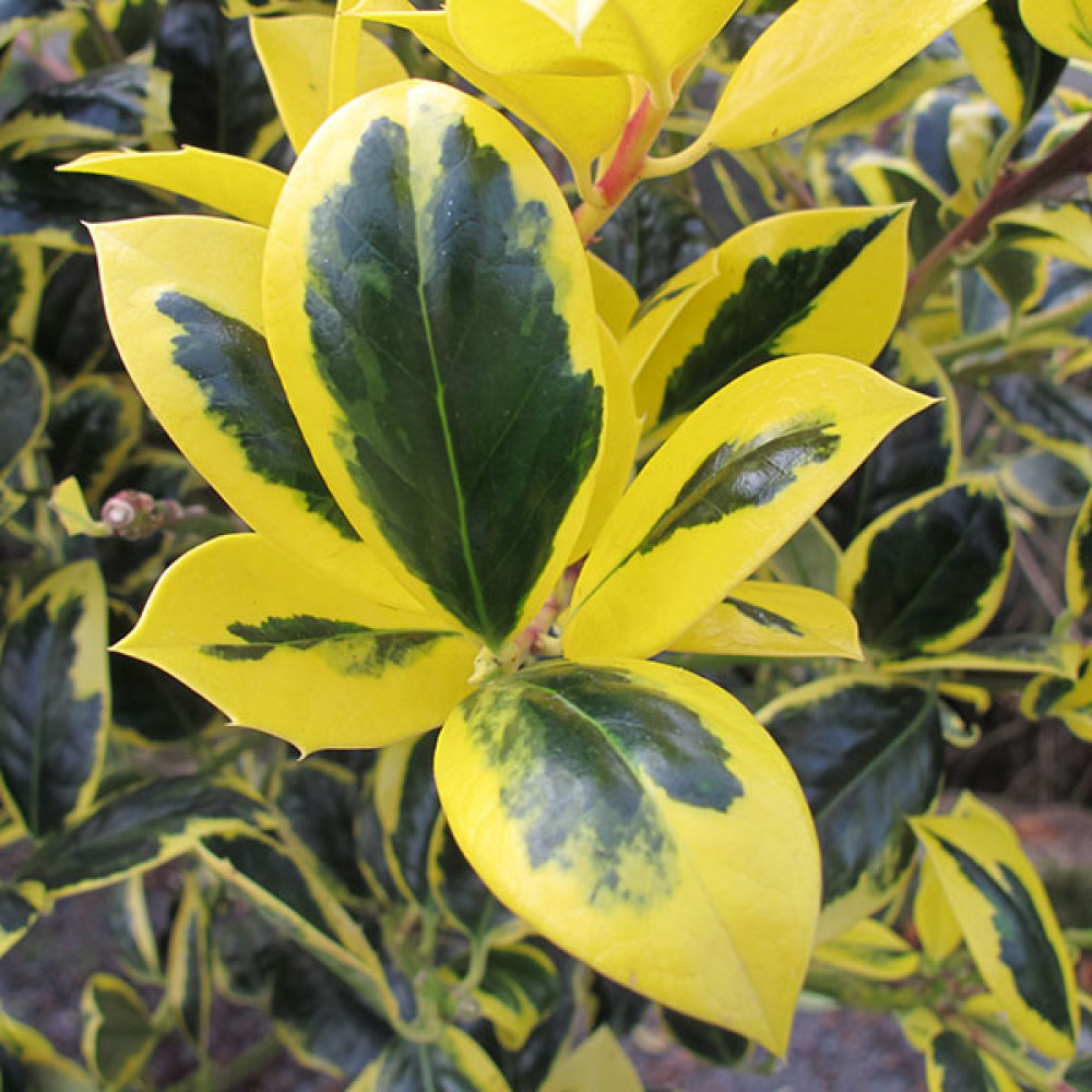 Ilex aquifolium Golden Van Tol Standard (7.5lt)