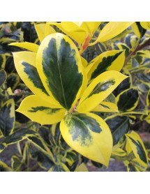 Ilex aquifolium Golden Van Tol Standard (7.5lt)