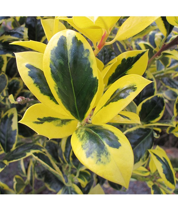 Ilex aquifolium Golden Van Tol (3lt)