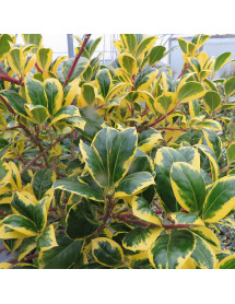Ilex aquifolium Golden Van Tol Standard (7.5lt)
