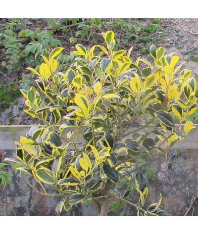 Ilex aquifolium Golden Van Tol Standard (10lt)