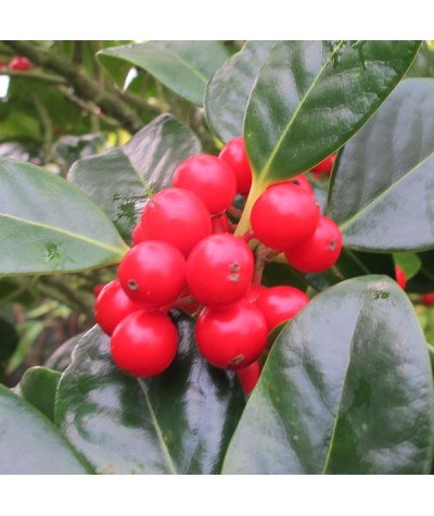 Ilex aquifolium J. C. van Tol (3lt)