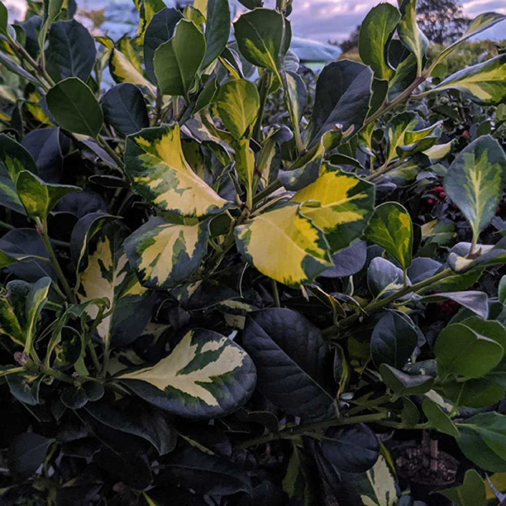 Ilex x altaclarensis Lawsoniana (1m Standard) (7.5lt)