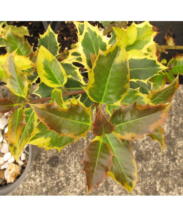 Ilex aquifolium Madame Briot (3lt)