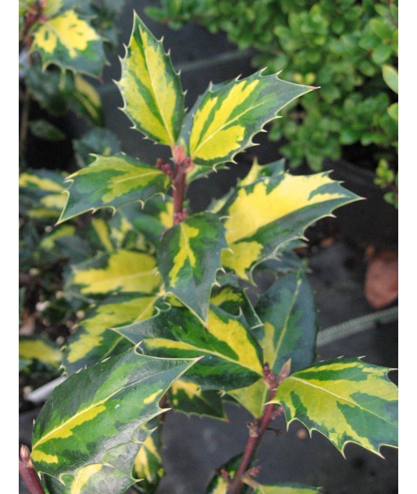 Ilex aquifolium Myrtifolia Aurea Maculata (3lt) Ilex aquifolium Myrtifolia Aurea Maculata (3lt)