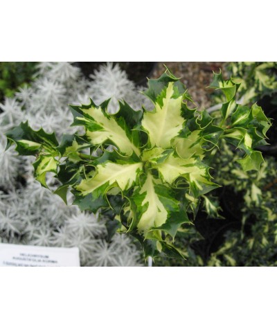 Ilex aquifolium Silver Milkmaid (3lt)