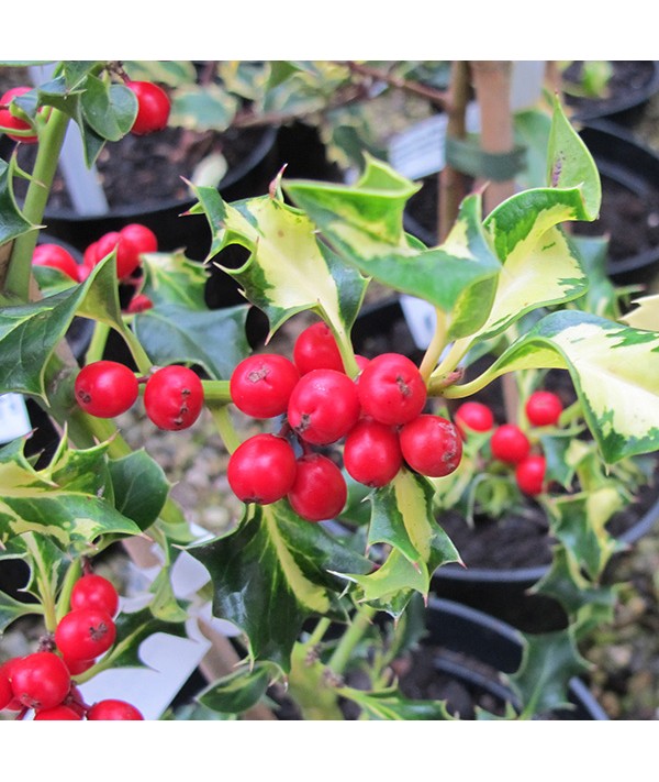 Ilex aquifolium Silver Milkmaid (3lt)