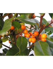 Ilex aquifolium Yellora (40lt)