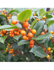 Ilex aquifolium Yellora (40lt)