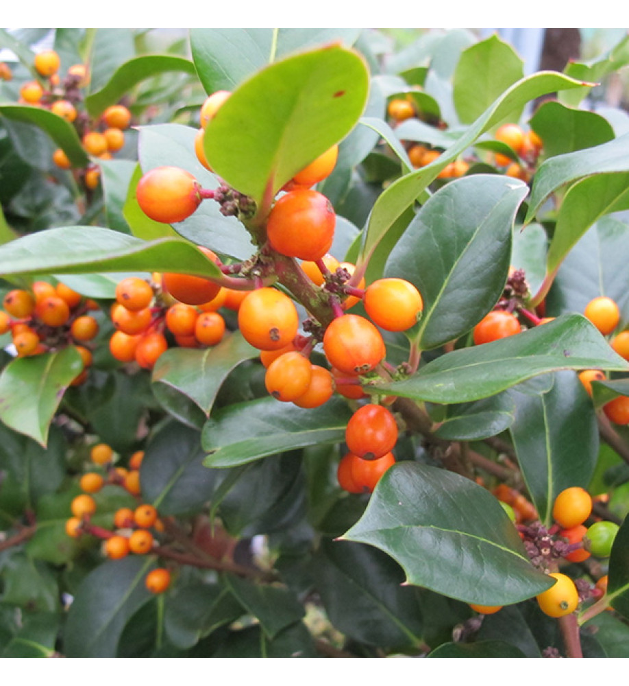 Ilex aquifolium Yellora (40lt)