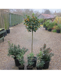 Ilex aquifolium Yellora (40lt) Ilex aquifolium Yellora (40lt)