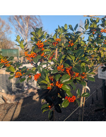 Ilex aquifolium Yellora (40lt)