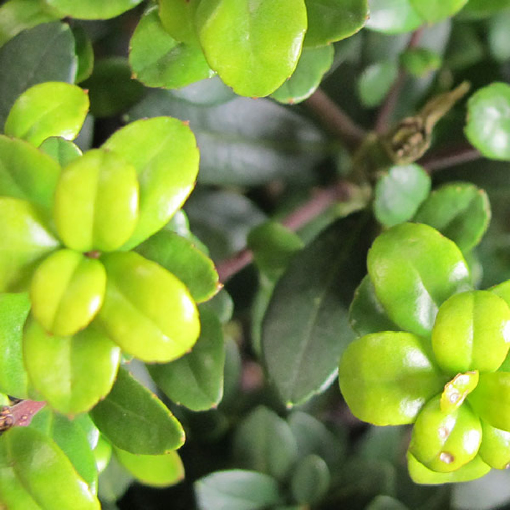 Ilex crenata Dark Green (1.5lt)