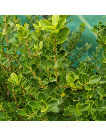Ilex crenata Green Hedger (3lt)