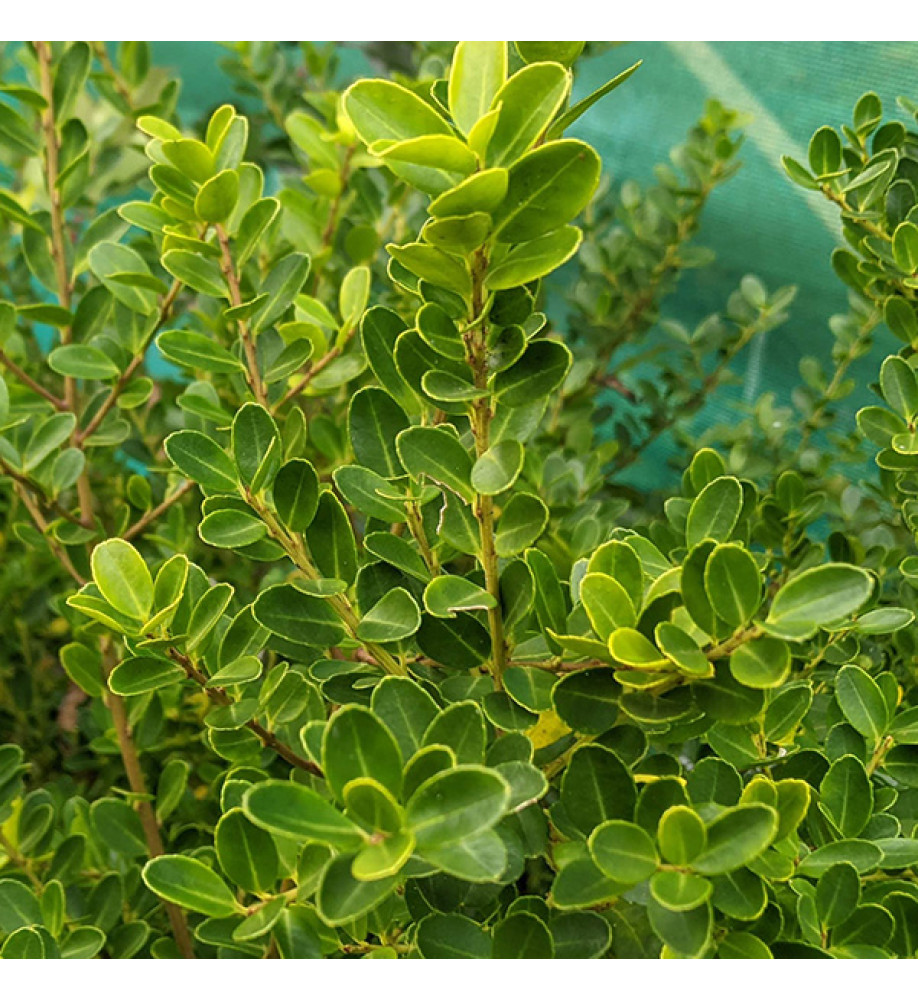 Ilex crenata Green Hedger (3lt)