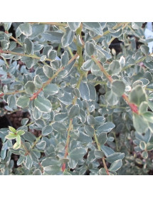 Ilex crenata Shiro-fukurin (Snowflake) (3lt)