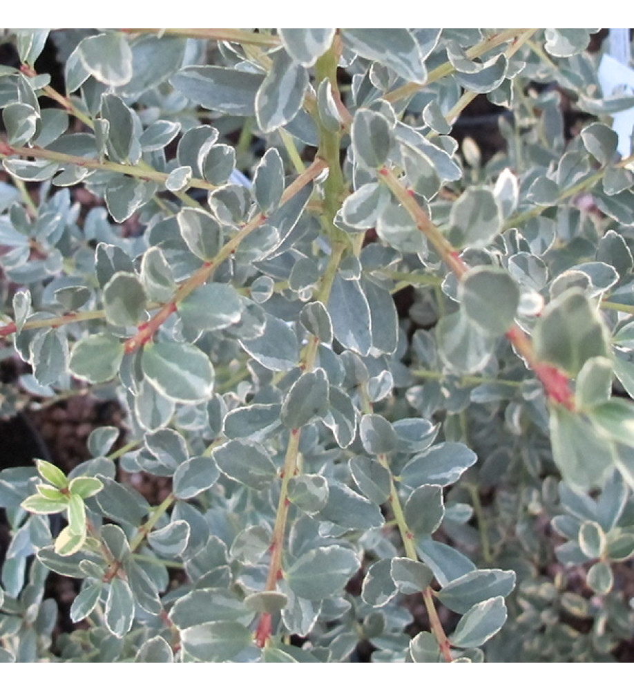 Ilex crenata Shiro-fukurin (Snowflake) (3lt)