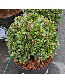 Ilex crenata Dark Green 30cm balls (7.5lt)