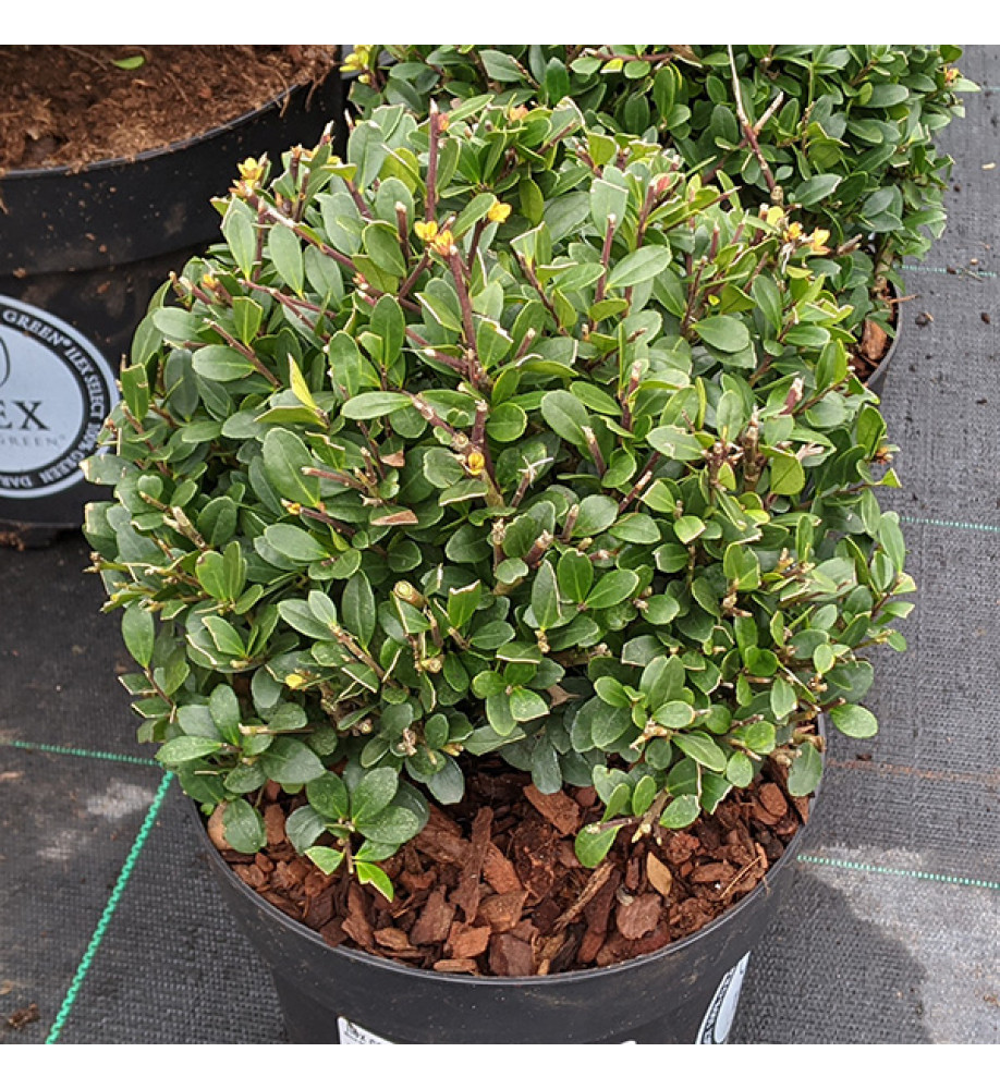 Ilex crenata Dark Green 30cm balls (7.5lt)