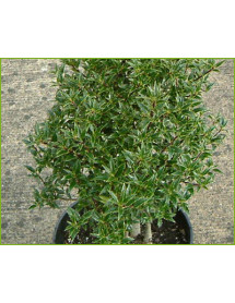Ilex aquifolium myrtifolia (7.5lt)