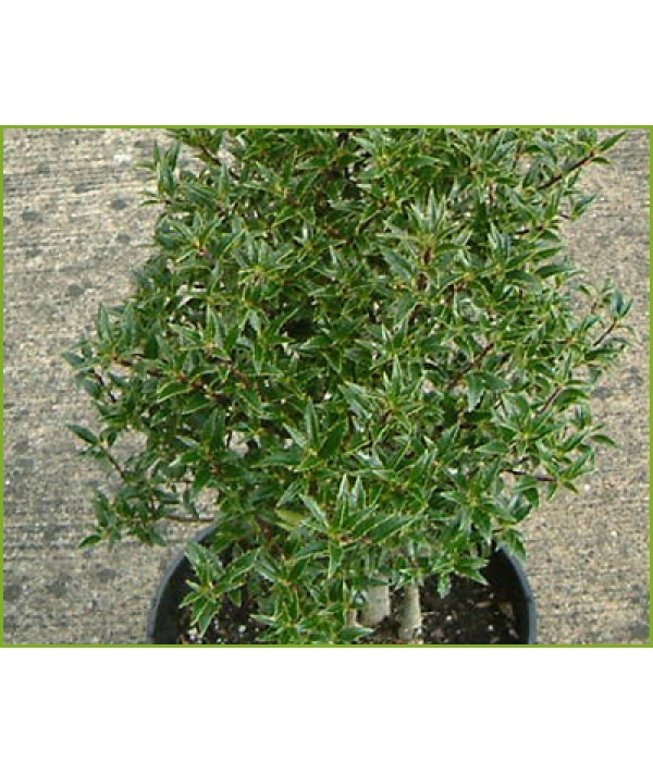 Ilex aquifolium myrtifolia (2lt) Ilex aquifolium myrtifolia (2lt)