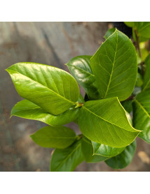 Ilex perado platyphylla (female) (20lt airpot)