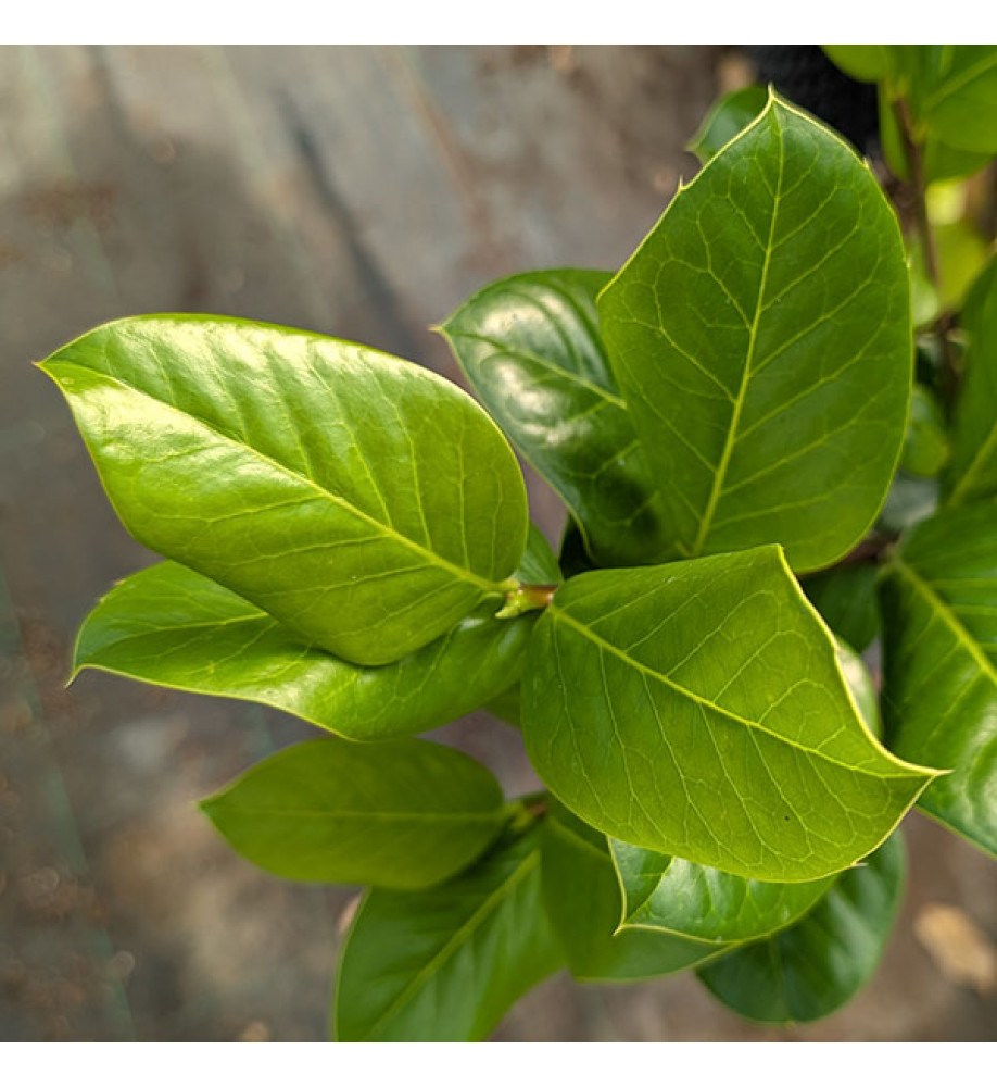 Ilex perado platyphylla (female) (20lt airpot)