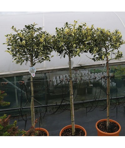 Ilex aquifolium Silver Van Tol (60cm standard) (10lt)