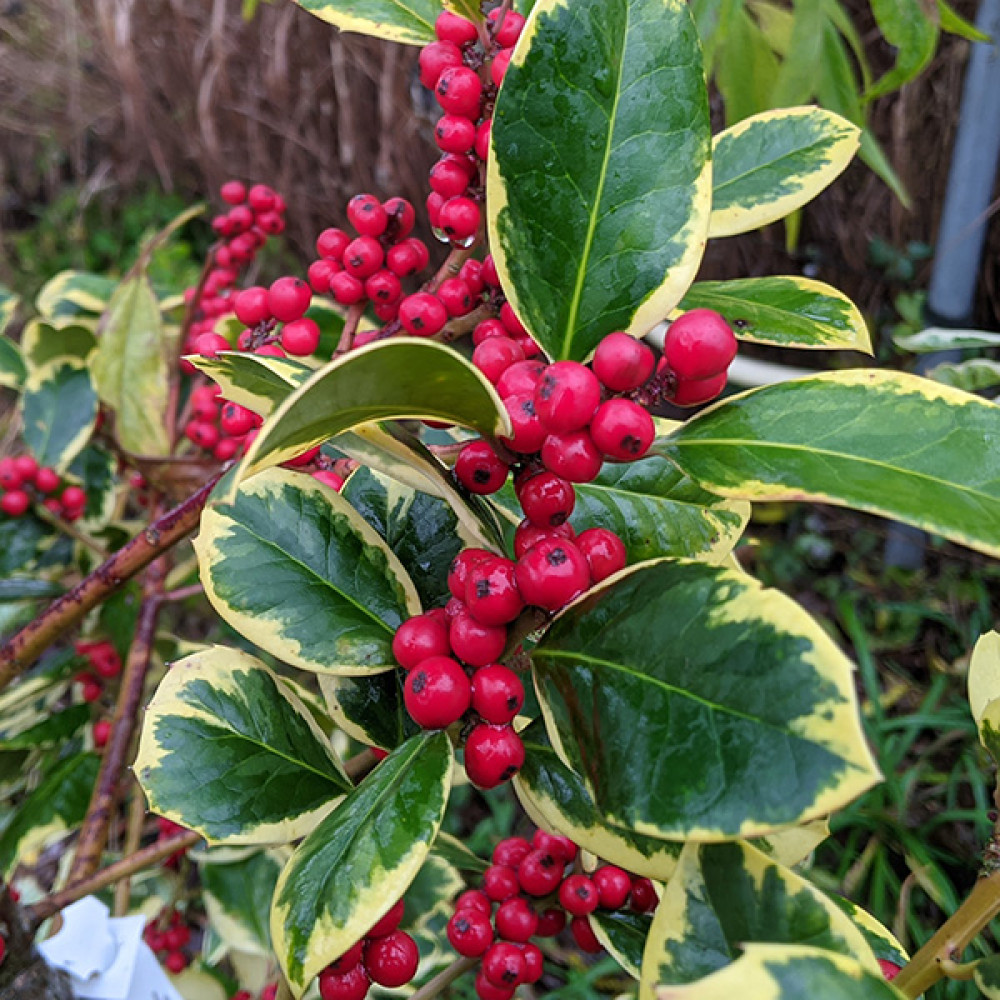 Ilex x altaclarensis Golden King (3lt)