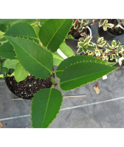 Ilex x koehneana Chestnut Leaf (3lt)